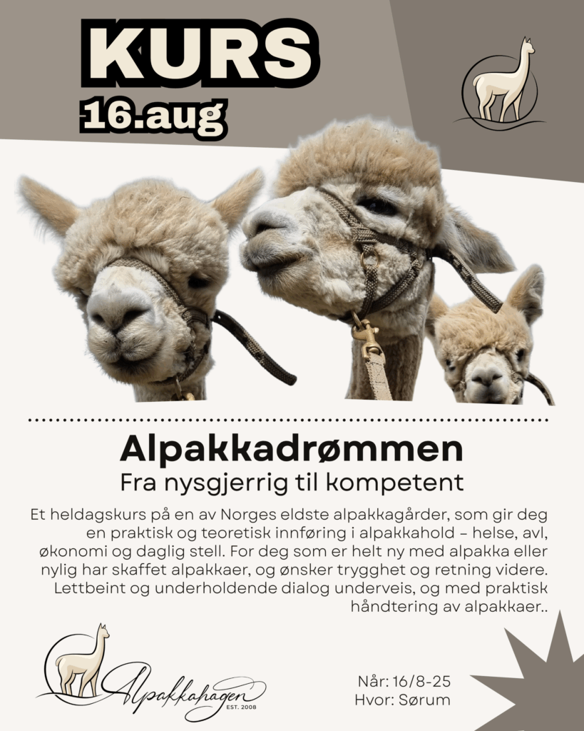 Alpakkahagen - Introduksjonskurs i Alpakka